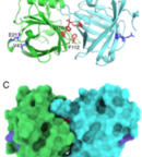 New scientific paper about hypoallergenic variants of horse allergen Equ c 1